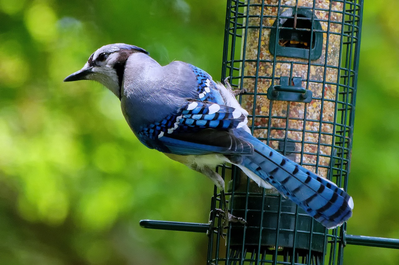 Making DIY Bird Feeders with the Kids